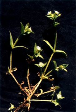 Cerastium Arvense Extract 